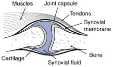 joint diagram